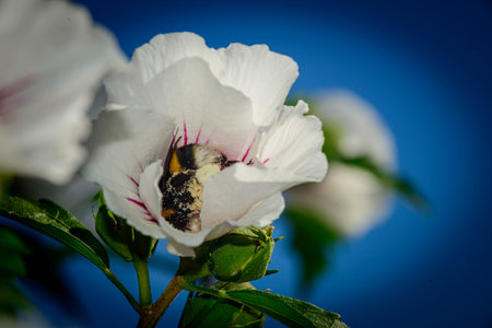 bee inside the flowerの写真素材