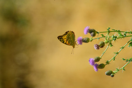 horizontal macro photography of a lycaenid butterfly collecting pollen from a purple flower of a thistle, with a yellow out of focus backgroundの写真素材