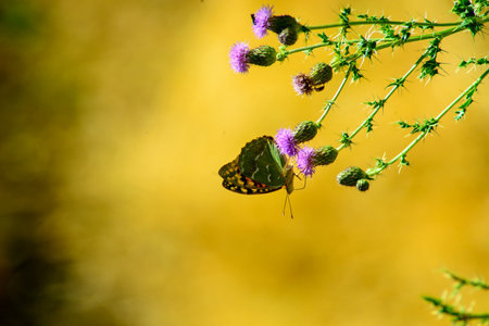 horizontal macro photography of a lycaenid butterfly collecting pollen from a purple flower of a thistle, with a yellow out of focus backgroundの写真素材