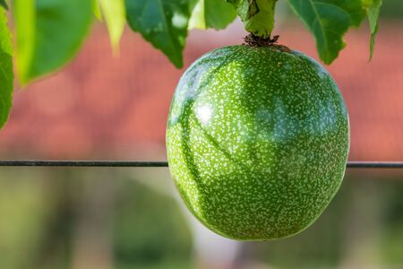 Green passion fruit without pesticide on the farm.の写真素材