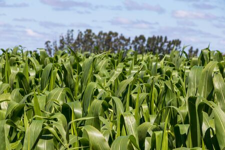 Corn plantation.