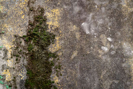 Wall moss texture on a dirty wall