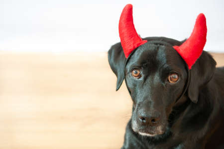 Devilish black labrador retriever with a halloween costume of a naughty devil isolated on white backgroundの写真素材