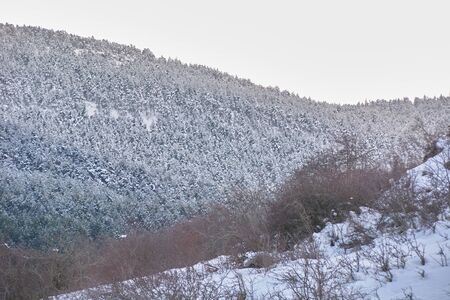 Snowy and cold mountain forest landscape. Loneliness and tranquility