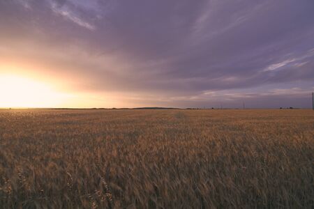 Sun-drenched wheat fields before harvest, bright sky, sunset cereal,