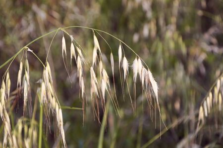 Oat plants in a green field, cereal close-up, macro
