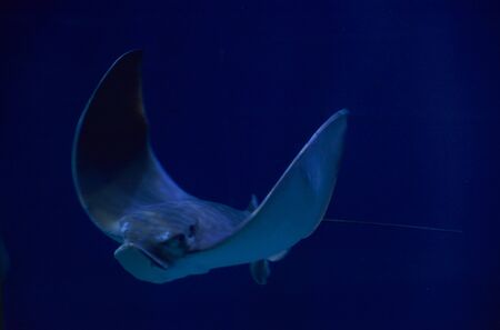 Stingray, in the ocean, surrounded by fish, aquariumの写真素材