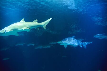 Great lone shark in the ocean great teeth, blue, rocksの写真素材