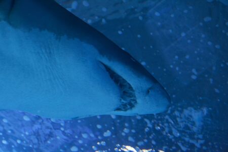 Great lone shark in the ocean great teeth, blue, rocksの写真素材