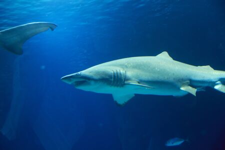 Great lone shark in the ocean great teeth, blue, rocks