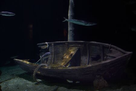 Sunken boat in the ocean with fish, wood, big fishの写真素材