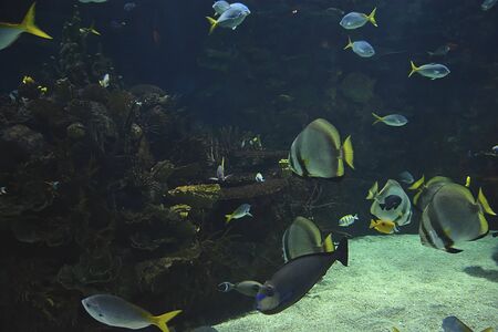 Tropical goldfish in the ocean, multitude of smell, sand, algae