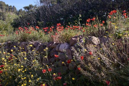 Field full of flowers on a sunny day, Rocks, colorful, brightの写真素材
