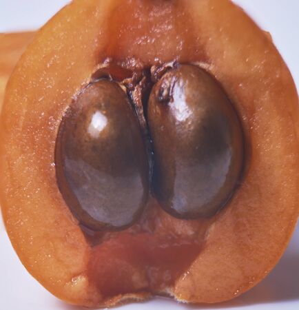 Medlar, split in half, bones, orange, white, natural, ecological, Macro photographyの写真素材