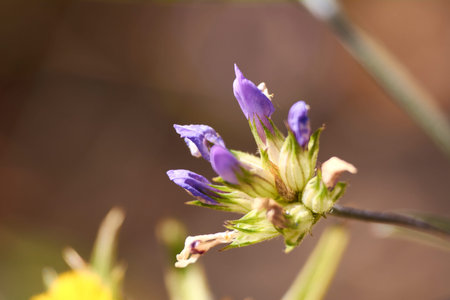 Small violet flower in the field, macro photography, details