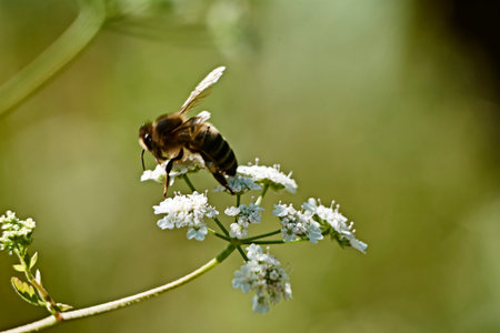 Bee on white flower eating pollen, macro photography, details, colorful
