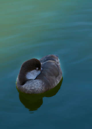 Hawaiian goose with head under wing, lonely, rested, sleepingの写真素材