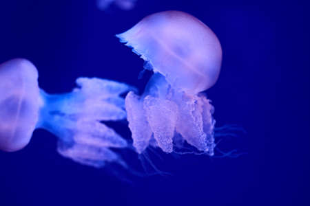 Group of white jellyfish floating in the ocean, fluorescent, blue, brightの写真素材