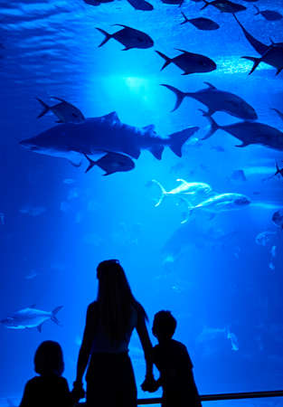 Woman with two children watching fish, sharks, blue, light, blueの写真素材