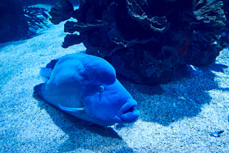 Napoleon fish swimming on the sea sand, blue, bright, large