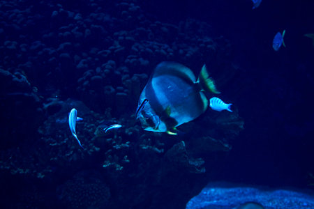 Golden fin fish swimming in the sea, rock, illuminated, blue
