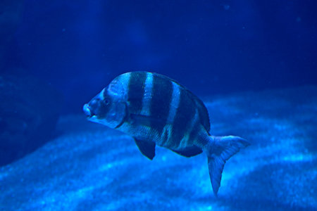 Black striped fish swimming in the ocean, sand, light, lonelyの写真素材