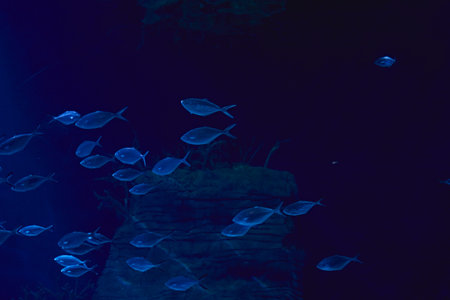 Set of goldfish in the ocean, clear sand, sea bottom