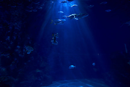Set of goldfish in the ocean, clear sand, sea bottom