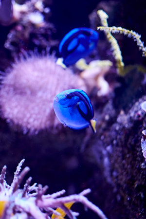 Blue surgeonfish swimming in the sea, algae, rocks, luminosity, ocean