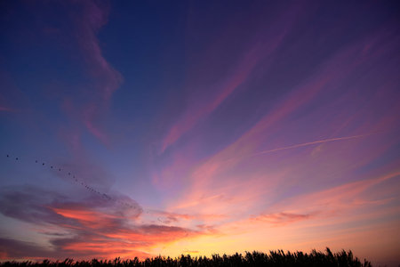 Sunset over the reeds and birds, bright day, clouds, orange and blue