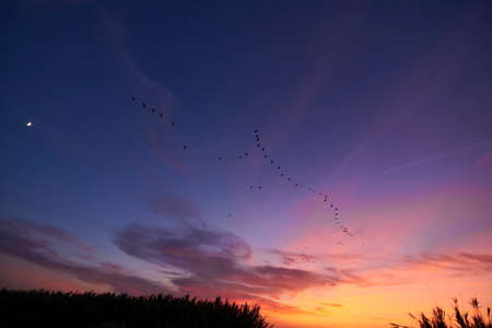 Sunset over the reeds and birds, bright day, clouds, orange and blueの写真素材