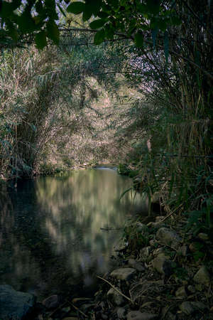 River of transparent waters among the vegetation. idyllic, long exposureの写真素材