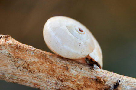 White snail, on tree trunk, age rings, lines, macro photography