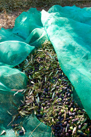 Set of harvested olives in blanket, traditional agricultureの写真素材