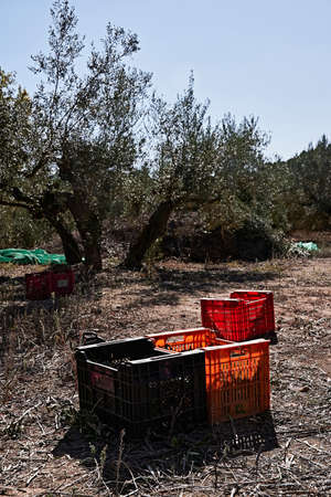 Olive fields prepared for the harvest, olives, sunny day, traditional agriculture, crates, handsawの写真素材