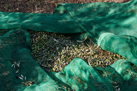 Set of harvested olives in blanket, traditional agricultureの写真素材
