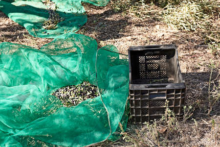 Crates with olives and harvest blankets, traditional agricultureの写真素材