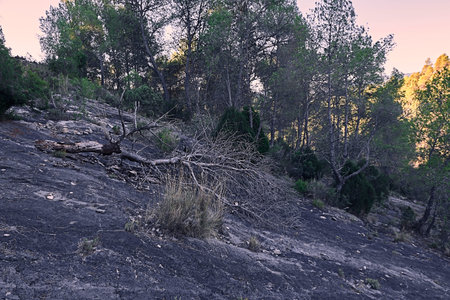 Pine fallen on a mountain from a large stone. dark, sunny forest