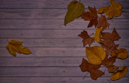 Wooden background with fallen autumn leaves, texture, overhead view, blank space,の写真素材