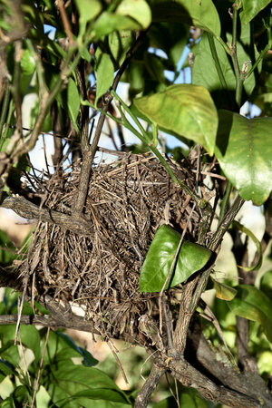 Bird's nest on lemon tree branch, natural, small branches