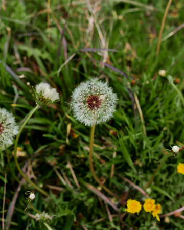 A dandelion flower surrounded by vegetation. Taraxacum officinale, out of focus background, macro...