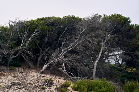 Pines bent by the force of the wind