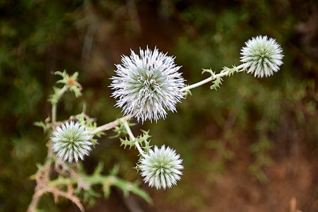 Diagonal cluster of white flowers. echinops sphaerocephalus. Hedgehog thistle