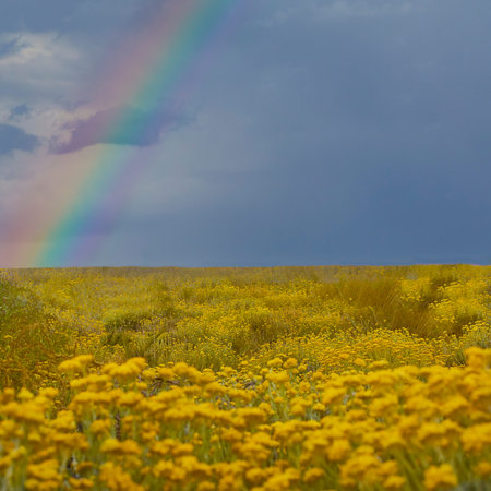 Field of yellow daisies with rainbow blue sky, Ukrainian flagの写真素材