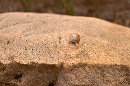 Solitary snail moving over big brown stone