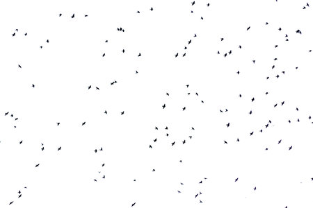 Exposed white sky full of birds flying overhead