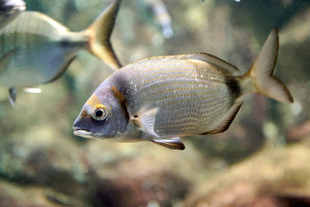 Close-up of fish swimming in the ocean
