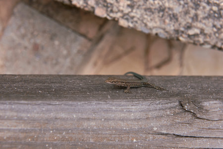 A small lizard on a wooden trunk. Detail, stone, grey, grey, texture, reptile small empty spaceの写真素材