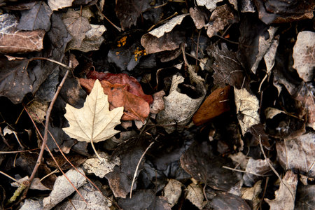 Clump of dry autumn leaves on the ground