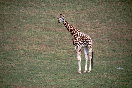 A lonely giraffe in the green grassland. Empty space, long neck, large, vegetation, light.の写真素材